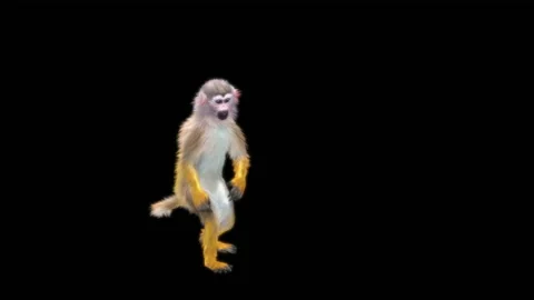 Monkeys Dancing, with Alpha matte. 库存影片 231901443