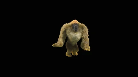Monkeys Dancing, with Alpha matte. Stock Footage 233442680