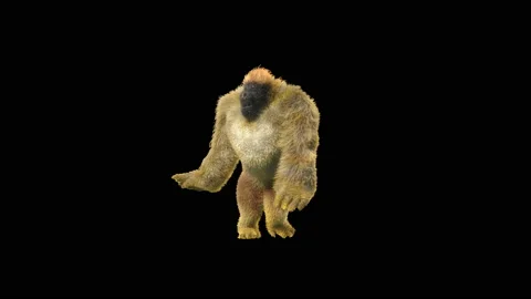 Monkeys Dancing, with Alpha matte. 库存影片 233442690