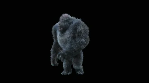 Monkeys Dancing, with Alpha matte. Vídeo Stock 239660291