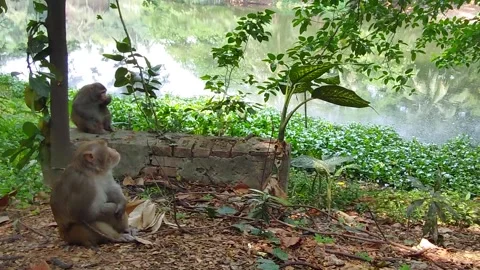 Monkey's den Stock Footage 308215324