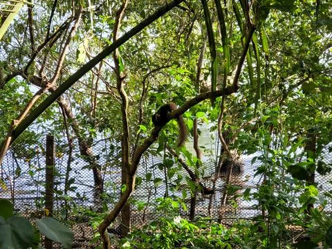 Monkeys in dense forest canopy behind wire mesh fence Stock Photos