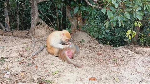 Monkeys of different species grooming together Stock Footage 263294176