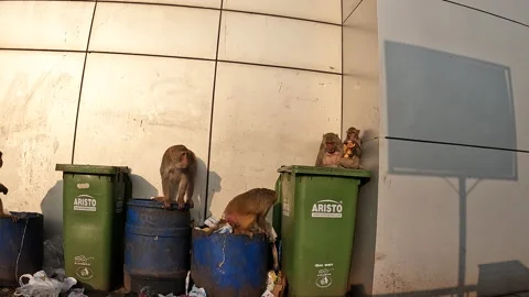 Monkeys digging and eating out of the trash in Agra, India 20/01/2023 Stock Footage 231820721
