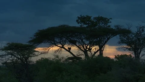 MONKEYS DOWN FROM A TREE AT SUNSET Video stock 75811762