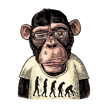 Monkeys dressed in a T-shirt with the theory of evolution on the contrary. Stock Illustration