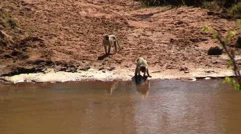 Monkeys drinking at the river Stock Footage 8623343