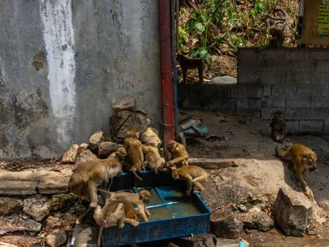 Monkeys drinking water from box Foto stock