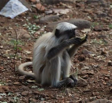 Monkeys drinking water from a coconut Stock Photos