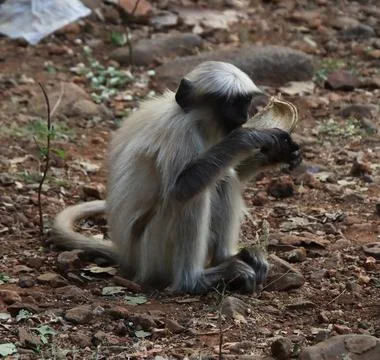 Monkeys drinking water from a coconut Stock-Fotos