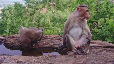 Monkeys Drinking Water in the Forest Stock Footage 276732547