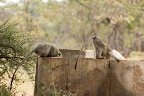 Monkeys drinking water Stock Photos