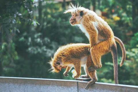 Monkeys during copulation. A couple of macaques are having sex in the middle  Stock Photos