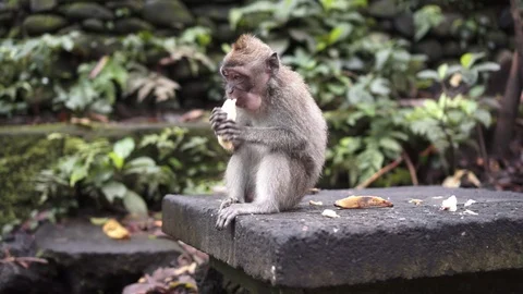 Monkeys eat bananas. Stock Footage 86480170