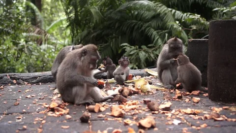 Monkeys eat bananas. Stock Footage 86495236