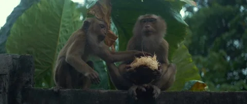 Monkeys eat coconut. greedy monkey Video stock 233399906