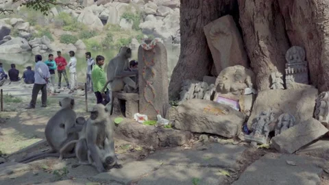 Monkeys eat offerings in the temple. Stock Footage 145498076