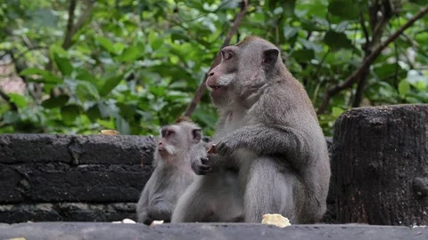 Monkeys eating 54 Stock Footage 260181030