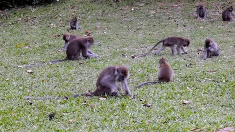 Monkeys eating bits of grass 4K Stock Footage