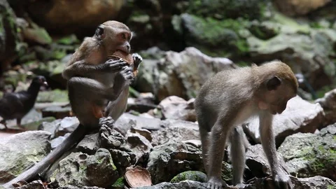 Monkeys eating coconuts Stock Footage 104417688
