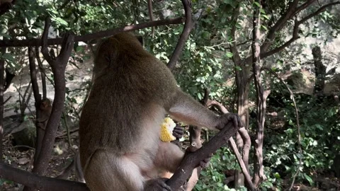 Monkeys Eating Corn in Krabi Thailand Stock Footage 346448360