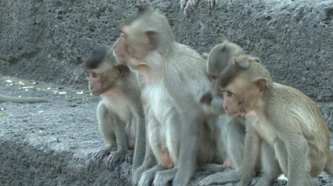 Monkeys Eating 스톡 동영상 65966187