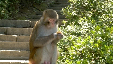 Monkeys Eating Fruit in Trees in Forest in China Stock Footage 120532241