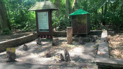 Monkeys Eating Lunch Sacred Monkey Forest Sanctuary UBud Bali Indonesia 4k Stock Footage 346165074