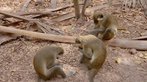 Monkeys eating peanuts and different monkey coming down from a tree Stock Footage 304980792