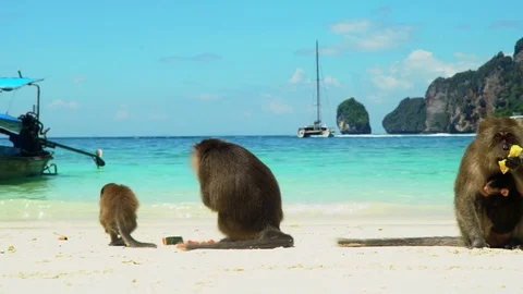 Monkeys Eating On Phi Phi Island Beach In Thailand Stock-Footage 77684275