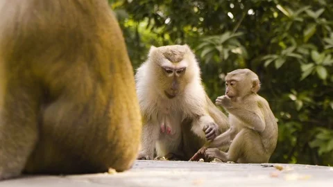 Monkeys eating in phuket slow motion Stock Footage 88936878