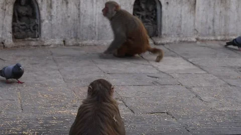 Monkeys Eating Rice Nepal Stock Footage 250055481