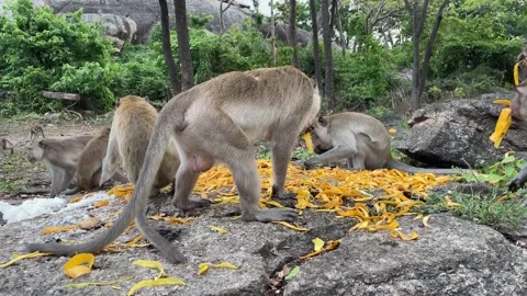 Monkeys eating yellow mango peel skin. Forest rock mountain - day Stock Footage 195518529