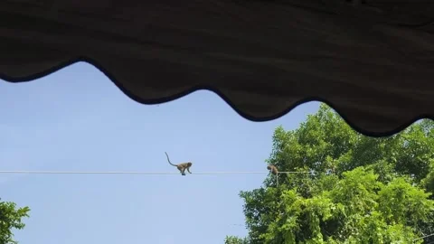 Monkeys on the electric wire Stock Footage 327518126