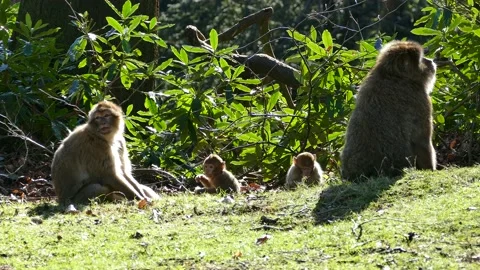 Monkeys family Vídeos de archivo 219516560