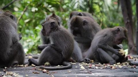 Monkeys feeding 79 Video stock 260181034