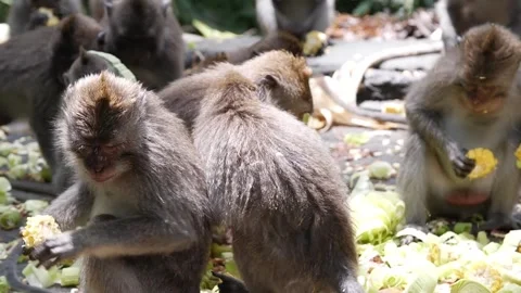 Monkeys feeding 86 Stock Footage 260181036