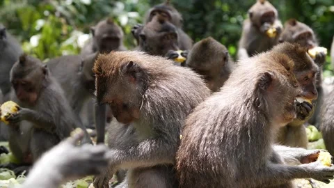 Monkeys feeding 87 Stock Footage 260181038