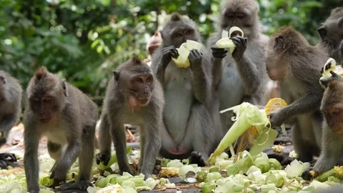 Monkeys feeding 88 Stock Footage 260181037