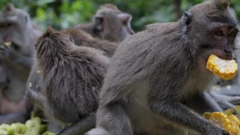Monkeys feeding 89 Stock Footage 260181035