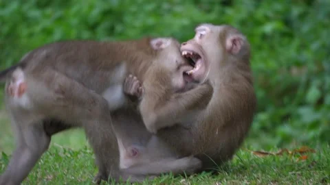 Monkeys fight or play in the forest, Stock Footage 140764134