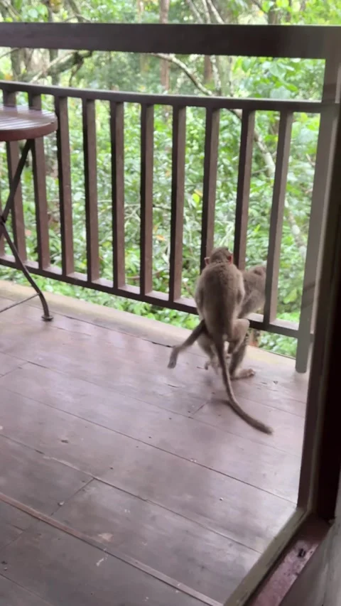 Monkeys fighting in the balcony of a tree house of a resort Stock Footage 338166538