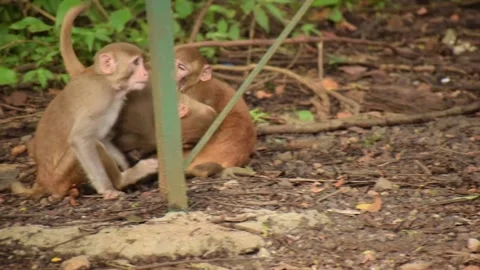 Monkeys fighting Stock Footage 132110996