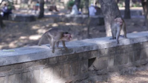 Monkeys Fighting Stock Footage 180607092