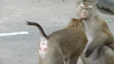 The monkeys fighting  in green park.  Stock Footage 156815355
