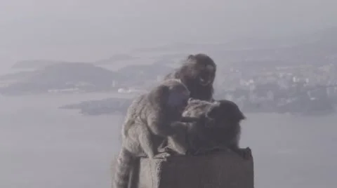 Monkeys fighting at Pao de Acucar Stock Footage 66680128