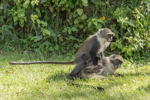 Monkeys fighting Foto stock