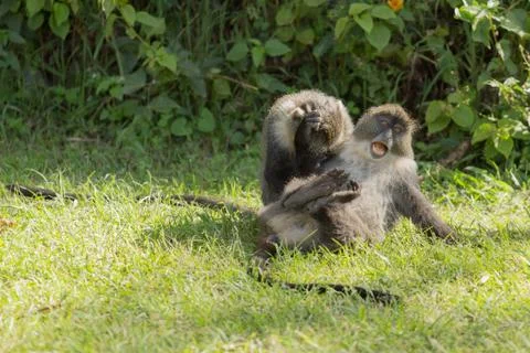 Monkeys fighting Stock Photos
