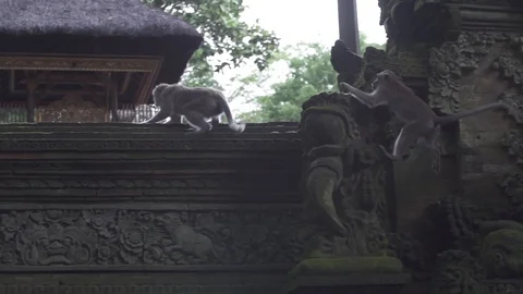 Monkeys Fighting Slow Motion Stock Footage 106152776