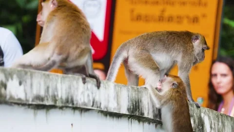 Monkeys Fighting on a Wall Stock Footage 317663928